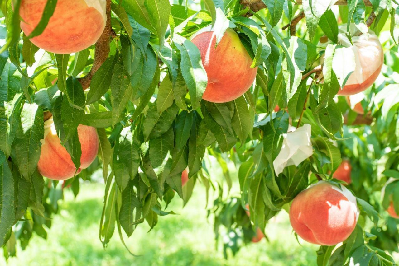 Fruit Park Fujiya Hotel Yamanashi  Dış mekan fotoğraf