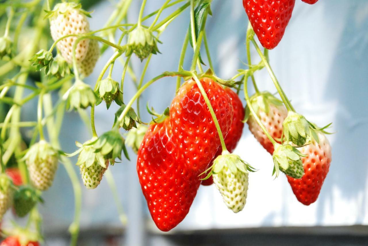 Fruit Park Fujiya Hotel Yamanashi  Dış mekan fotoğraf