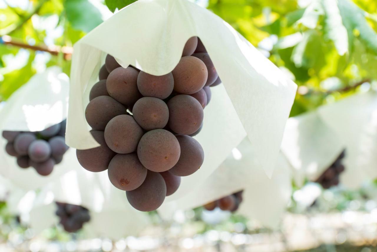 Fruit Park Fujiya Hotel Yamanashi  Dış mekan fotoğraf